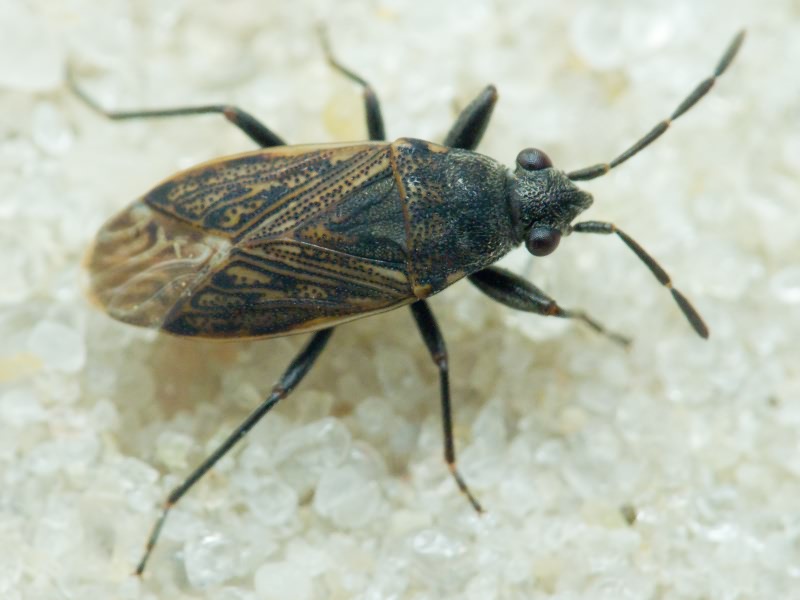 Peritrechus geniculatus (Hahn, 1832)